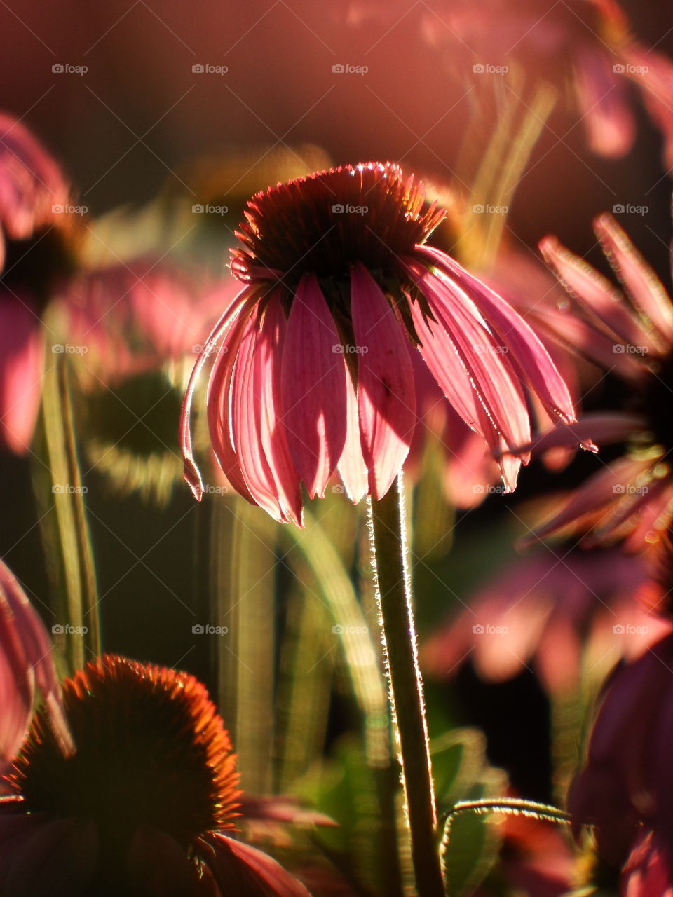 Purple coneflowers against a soft background at golden hour with the sun from behind.