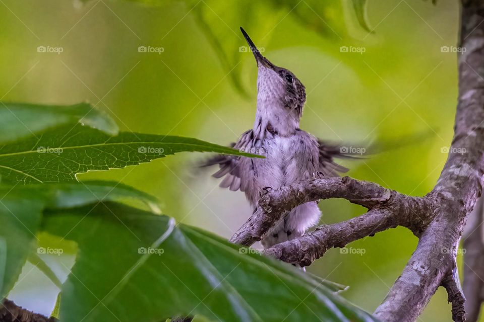 A Ruby-throated hummingbird fledgling just left the nest and warms up its wings for its first big flight. 