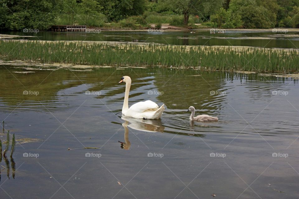 Swans: mother with her baby 