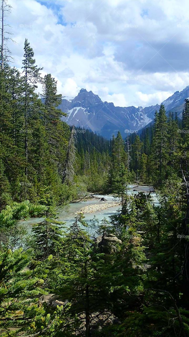 Born To Be Wild 🐆