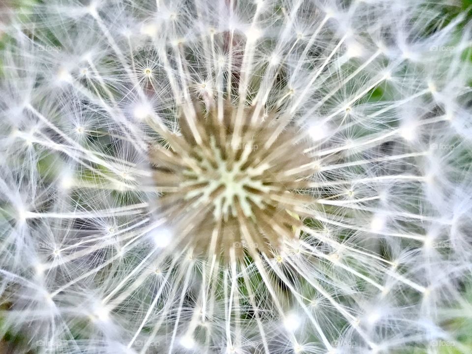 Dandelion 