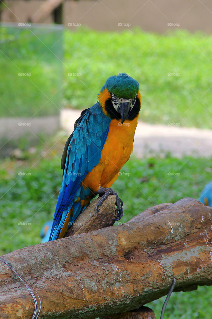 a portret of a parrot in the shade of a tree in the wild animal zoo, china.