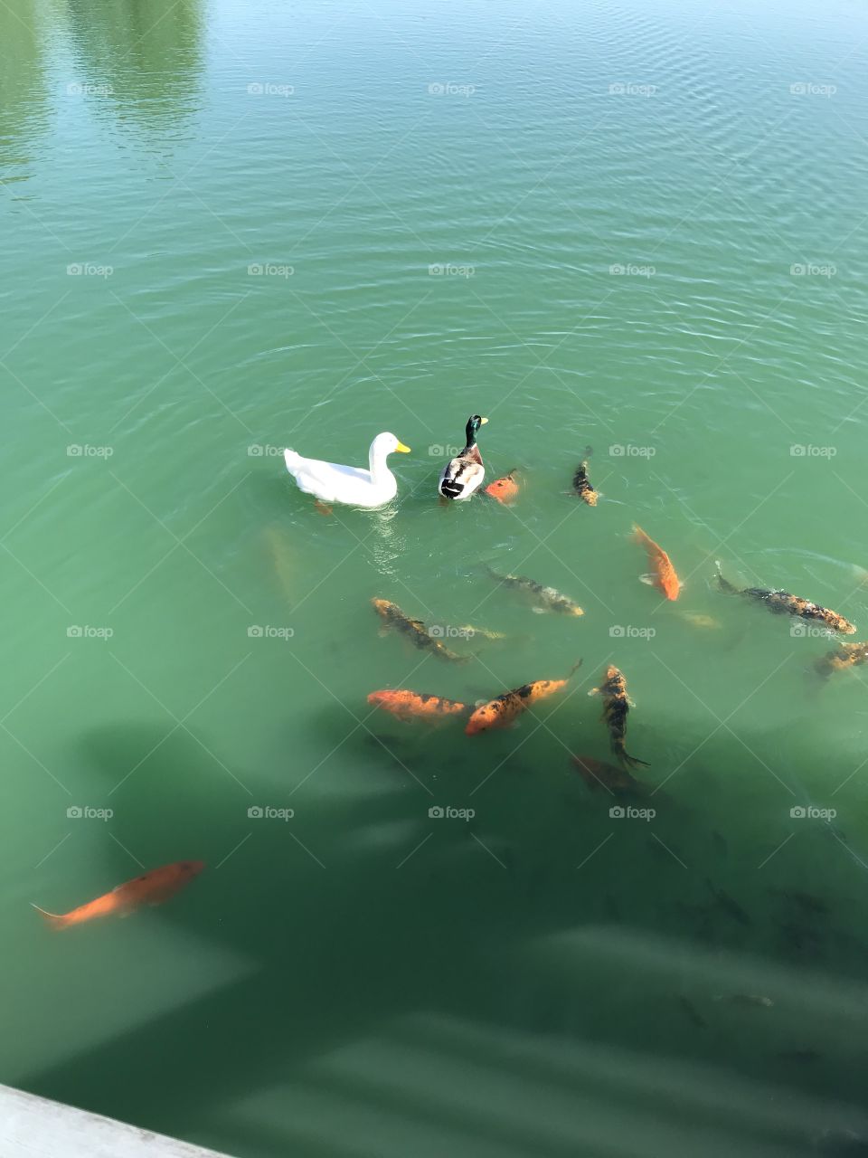 Duckies and fishies...oh my!