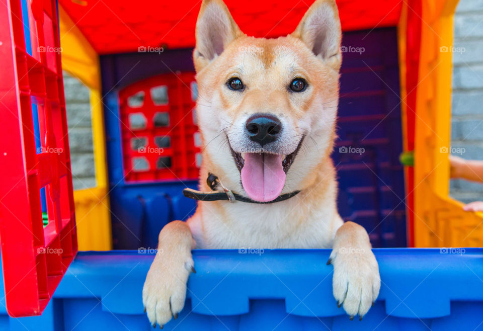 Dog in a toy house