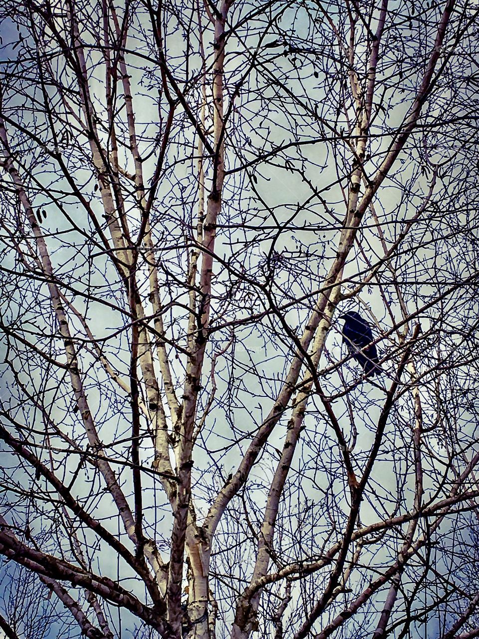 Winter Crow 