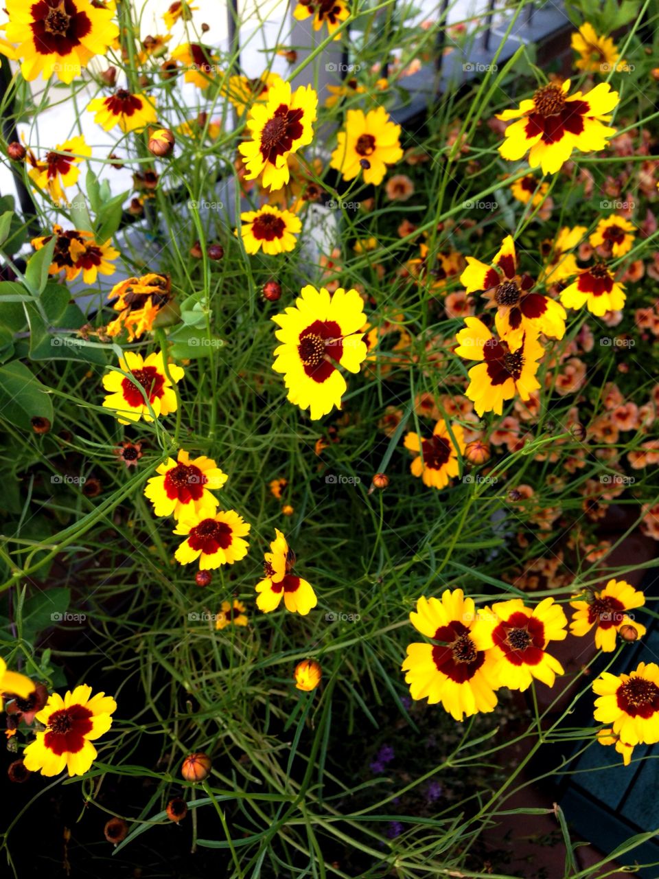 Yellow flowers. Yellow flowers