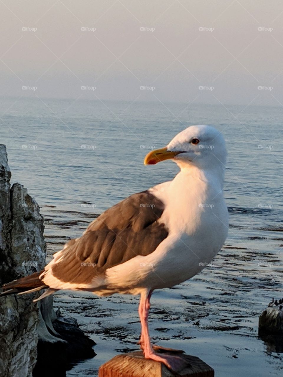 morning gull