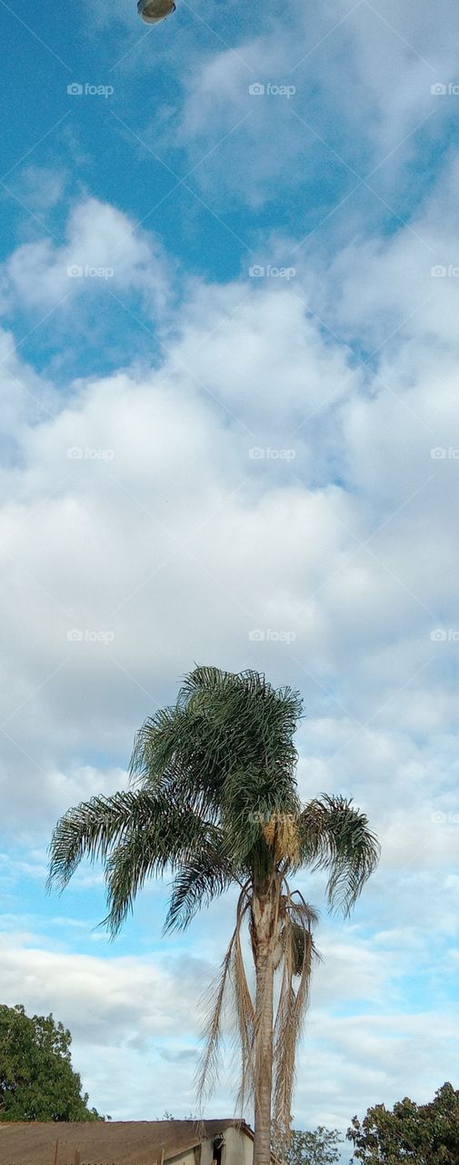Palmeira e as nuvens!