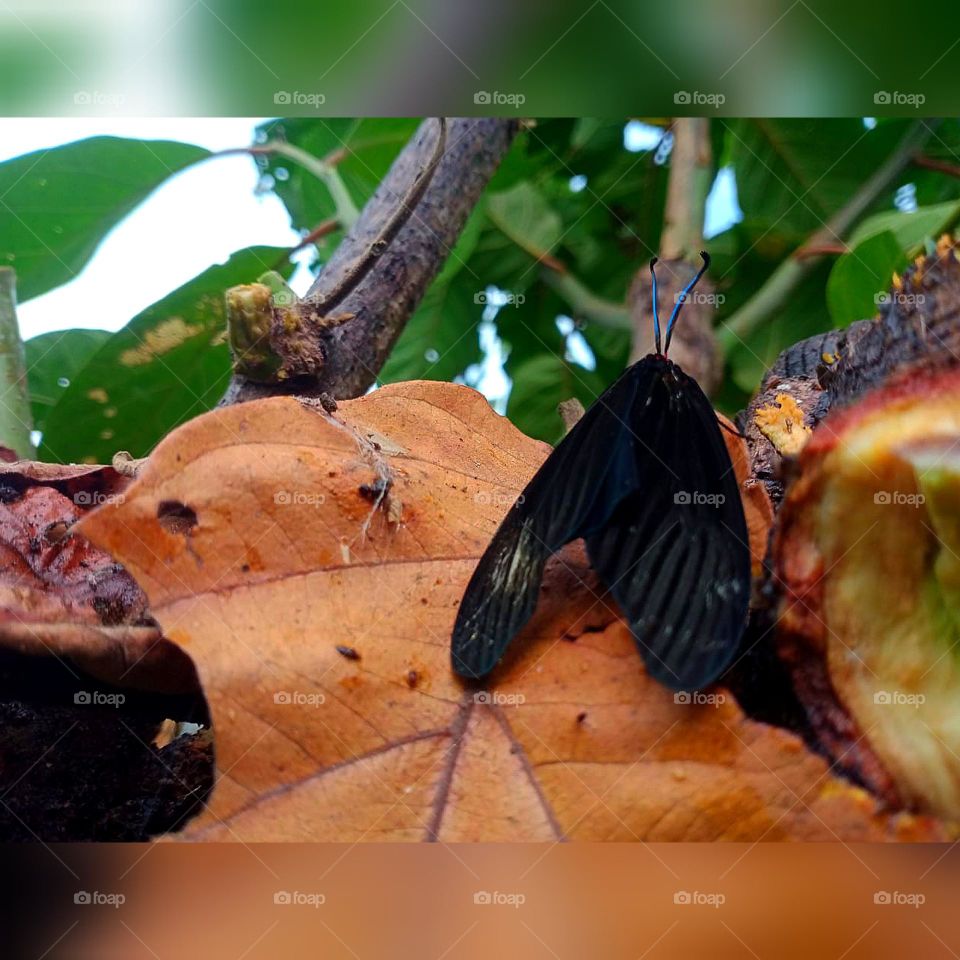 one butterfly was trying to fly 😟