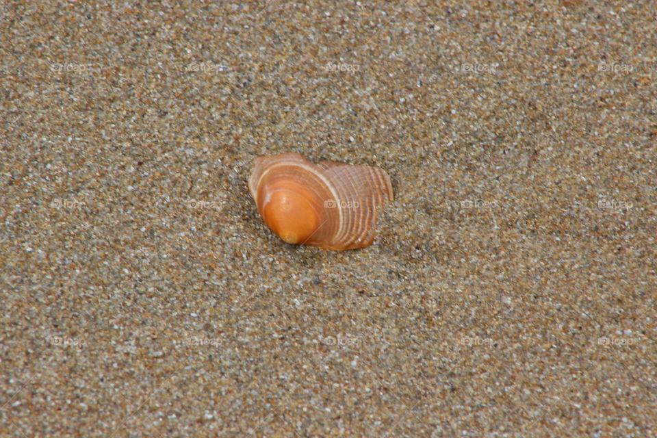 Seashell