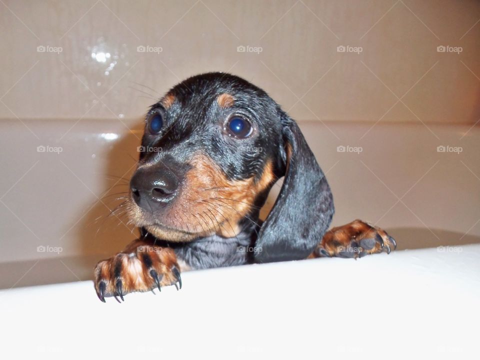 Dog in bath tub