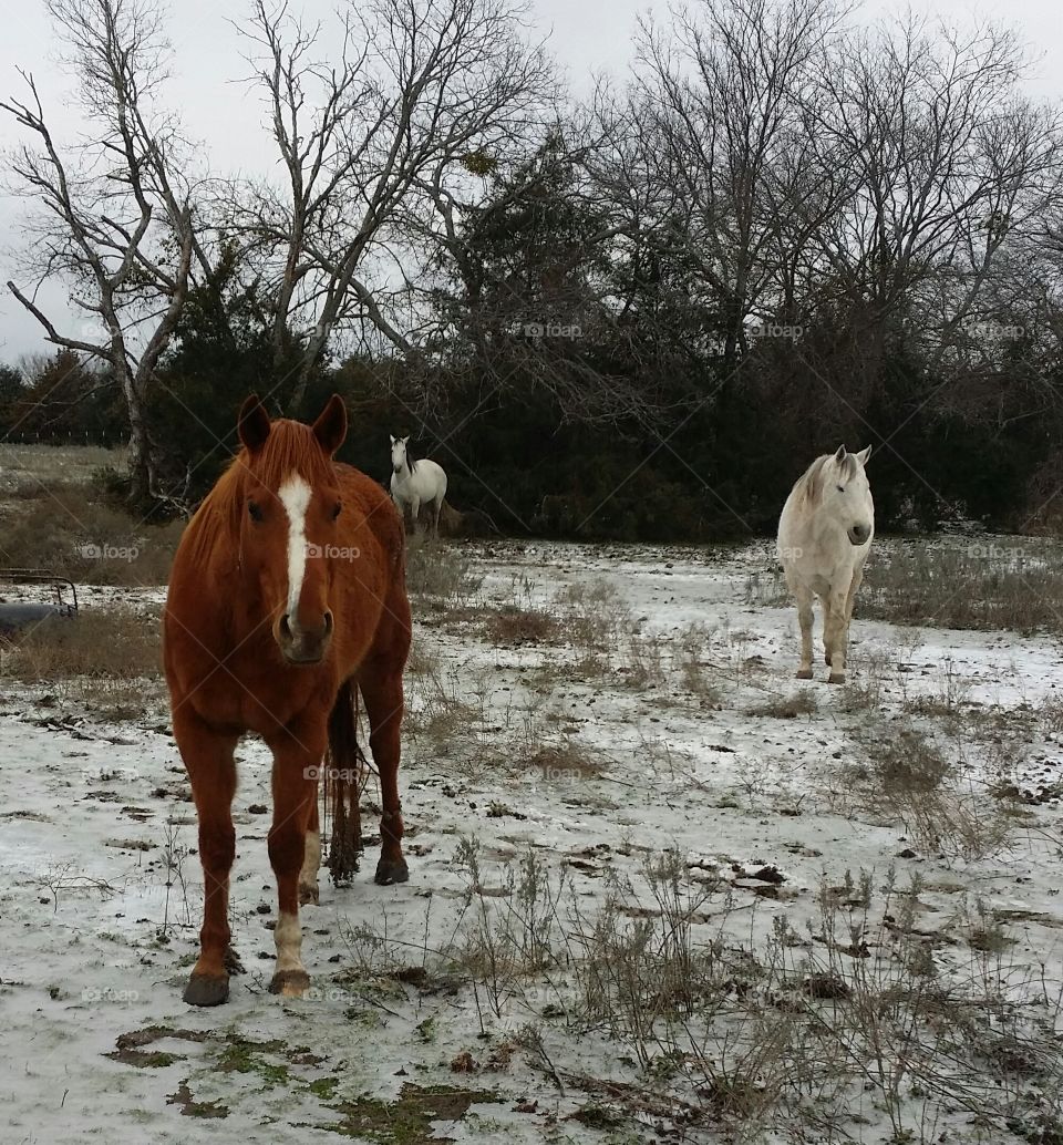 Winter Horses