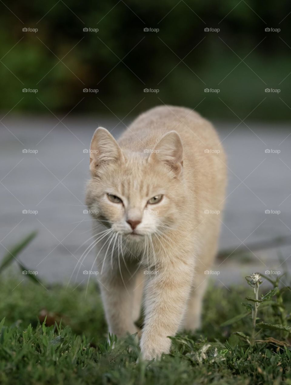 A ginger cat walking on green grass 