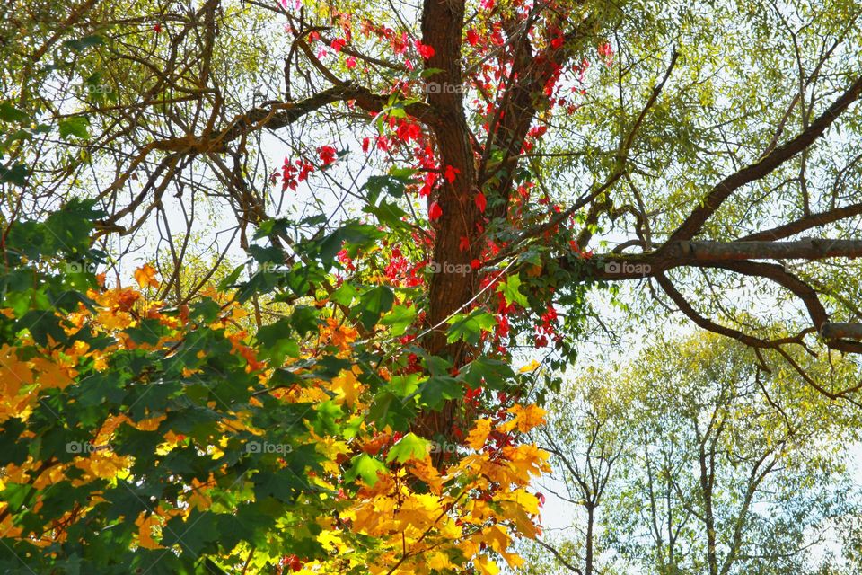 colorful autumn leaves on trees entwined with wild reddened vines. autumn look up