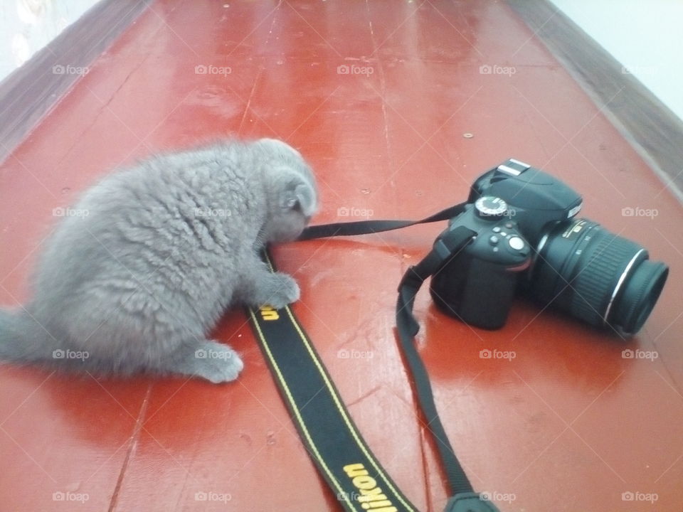 photocat