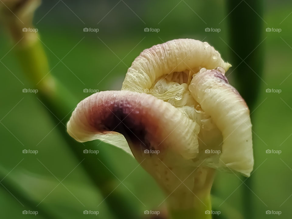 One bio color iris and three rolled up petals that will soon bloom, with rain drops from recent rain.