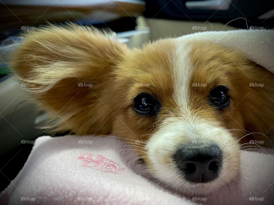 Darling photo of papillon puppy!! 