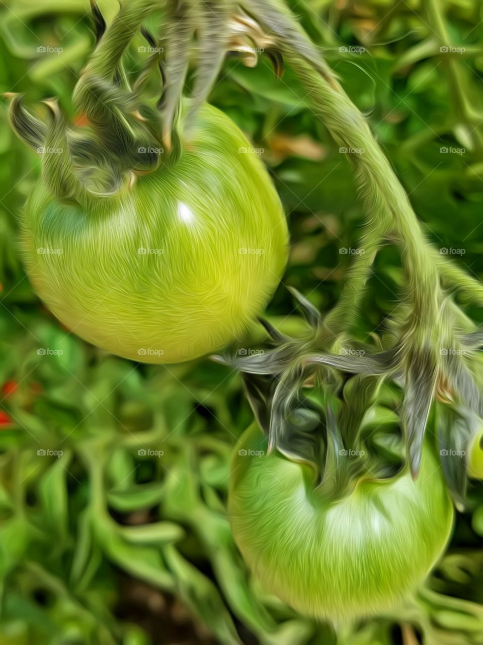 Green Tomatoes on the Vine!
