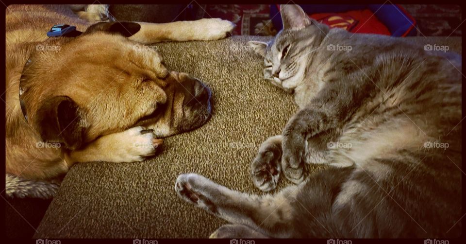 Cat and dog sleeping together.  best friends.