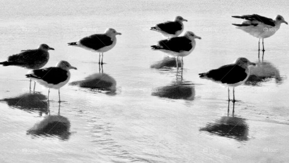 Seagulls and Shadow in the water. B&W Photo 