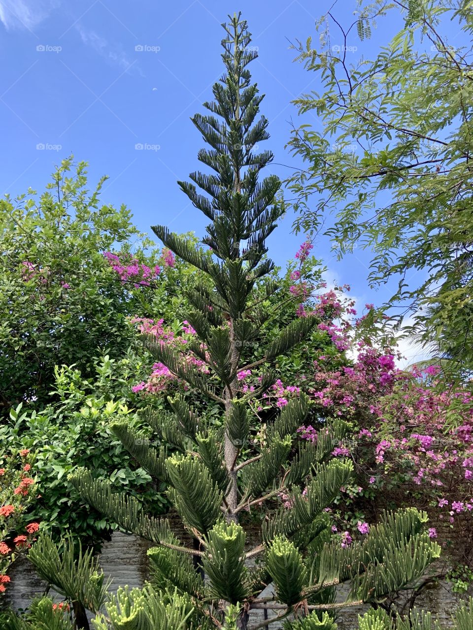 Different kind of Pino tree in a private garden . 