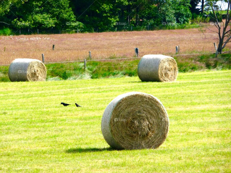 Hay bale on grassy field