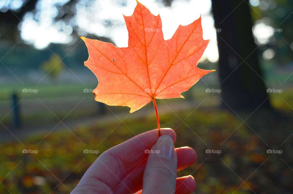 maple leaf