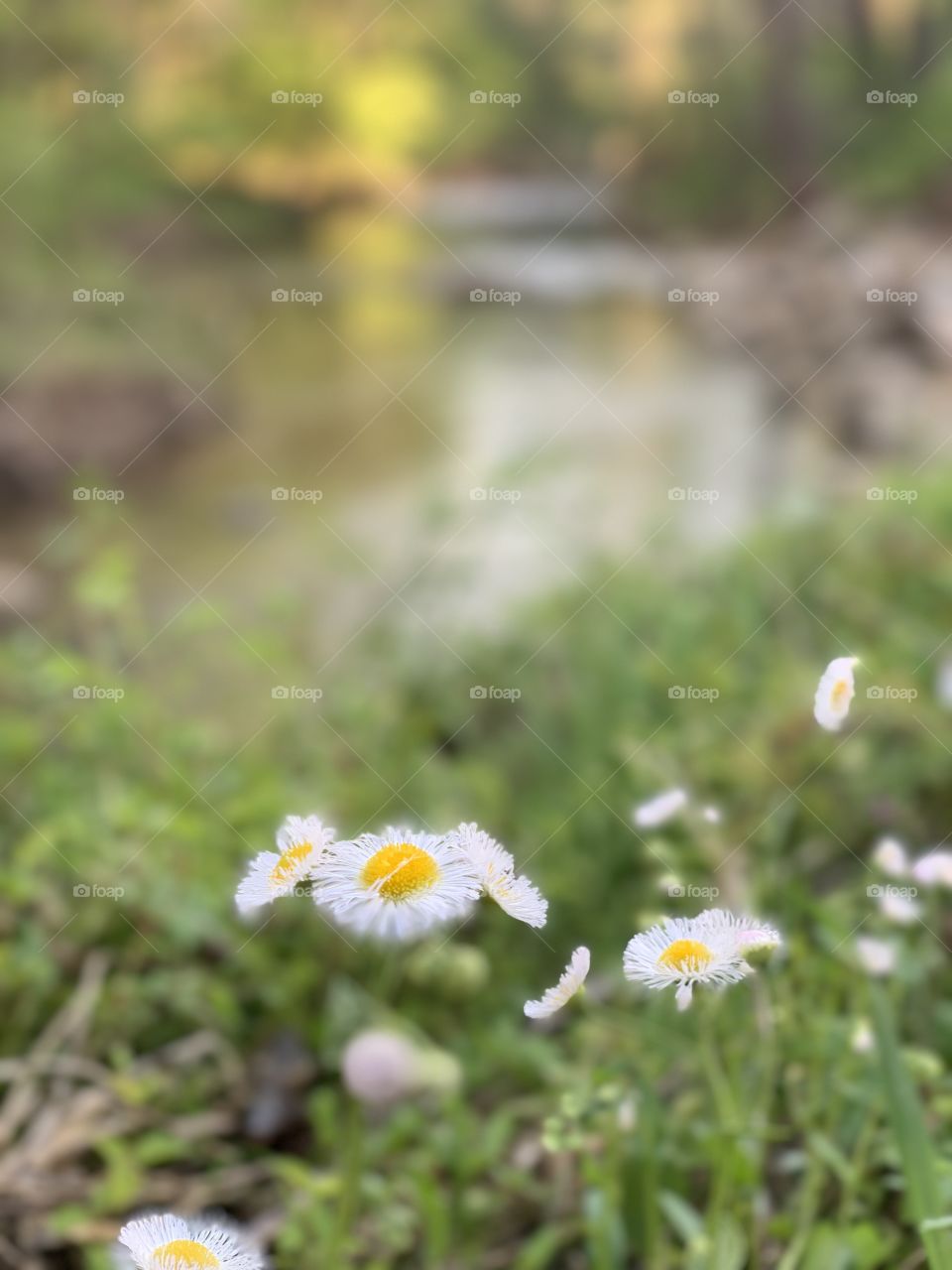 Sometimes the simplest flowers are the most beautiful! Especially next to a small creek.