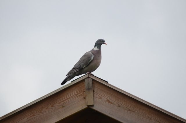 Wood pigeon on wooden shed.