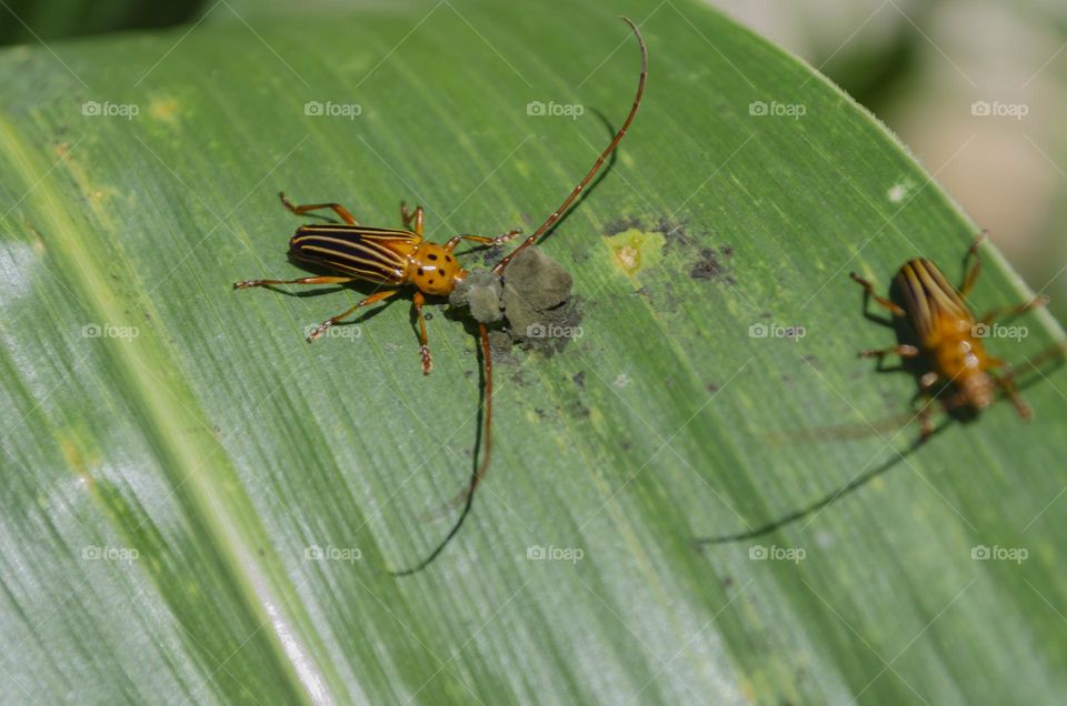 Longhorn Beetle On Corn Leaf