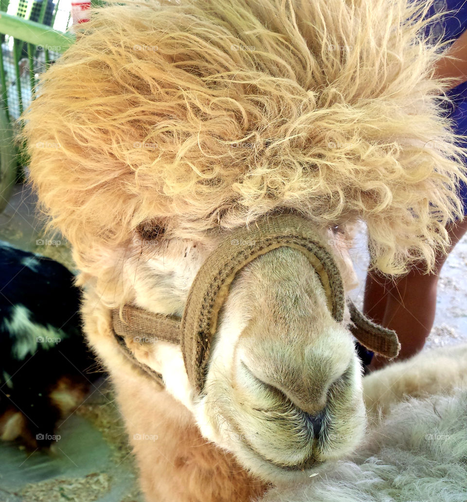 Alpaca close-up