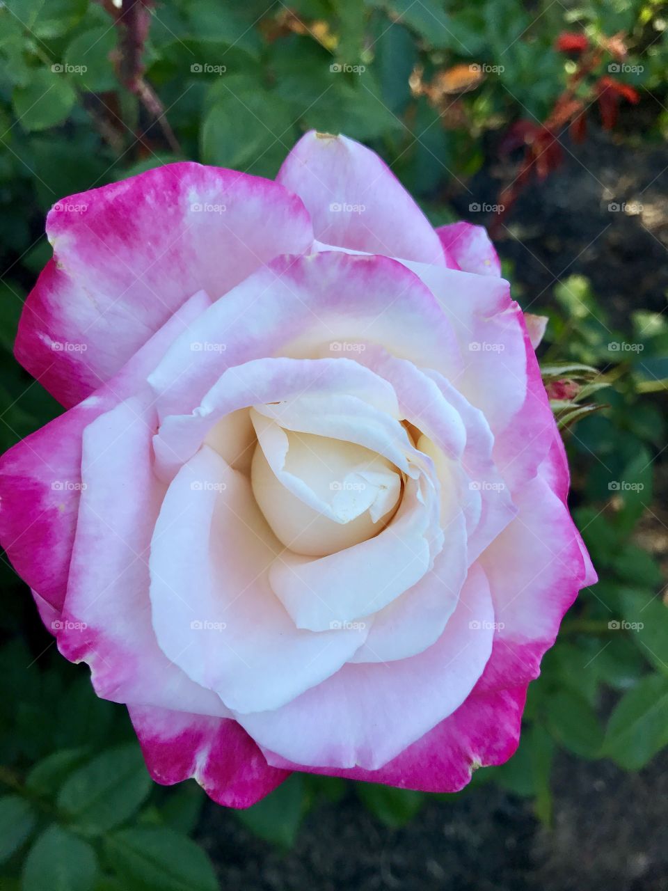 
Romantic rose 