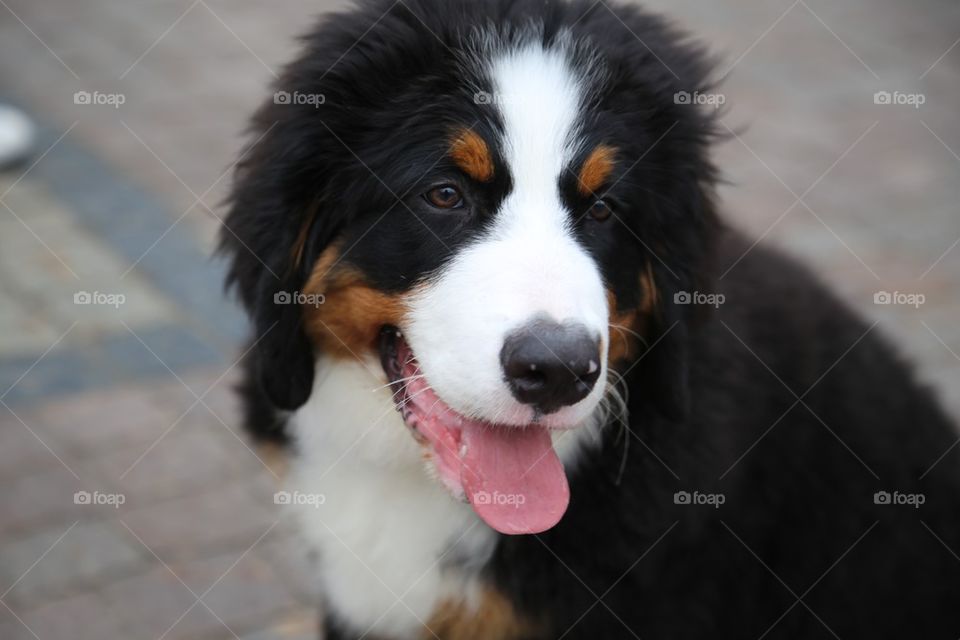 Portrait of dog with sticking out tongue