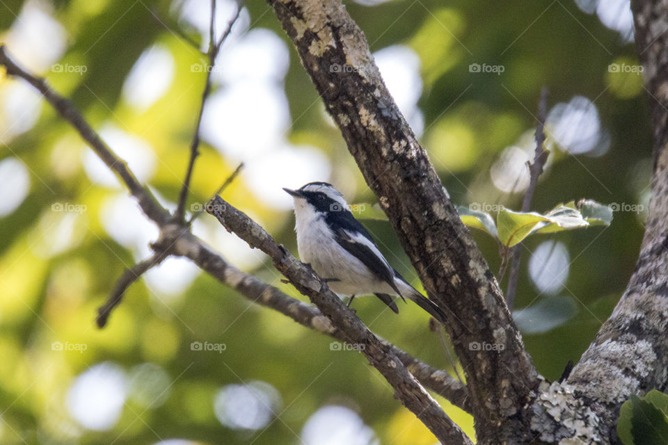 Little Pied Flycatcher (Male)