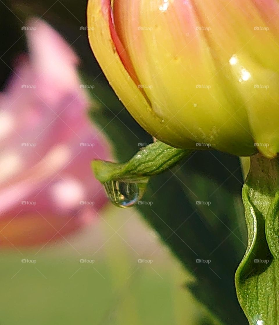 Raindrop on Dahlia