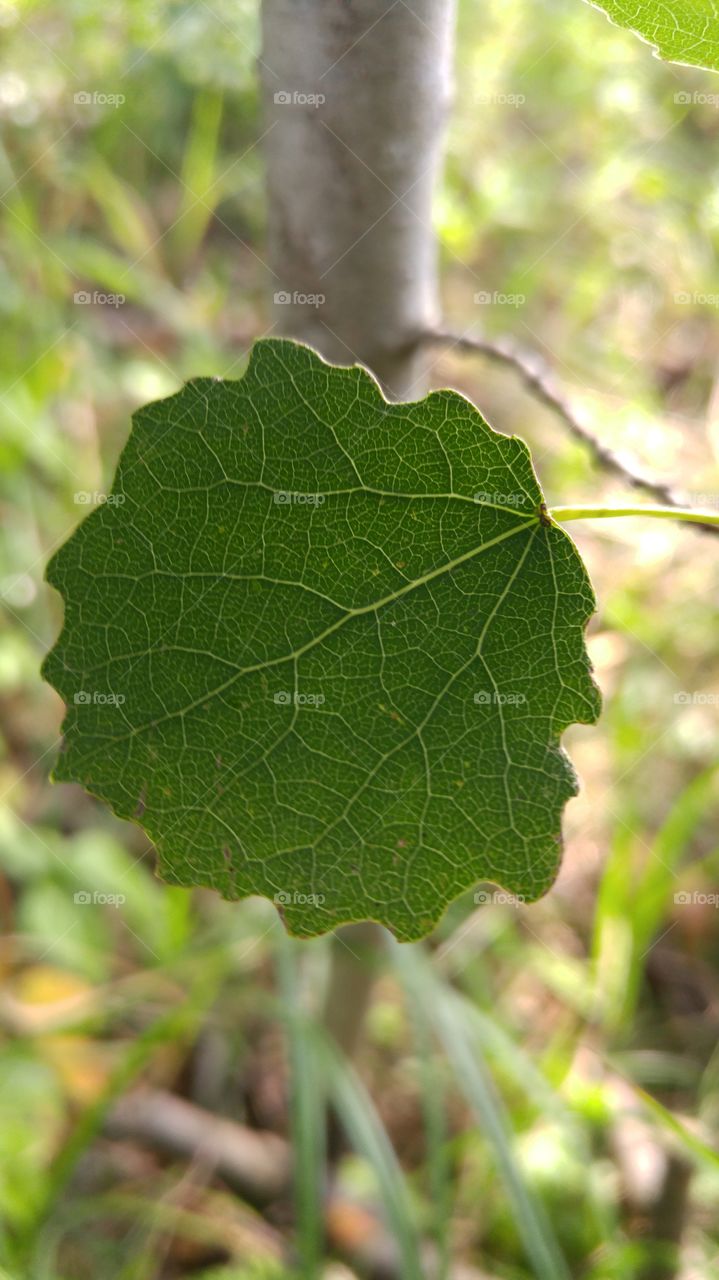 A beautiful aspen leaf in forest against the sun. Closeup photo.