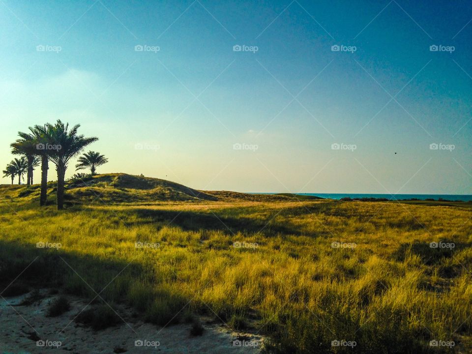 Green dunes. Palm trees and grass at the beach
