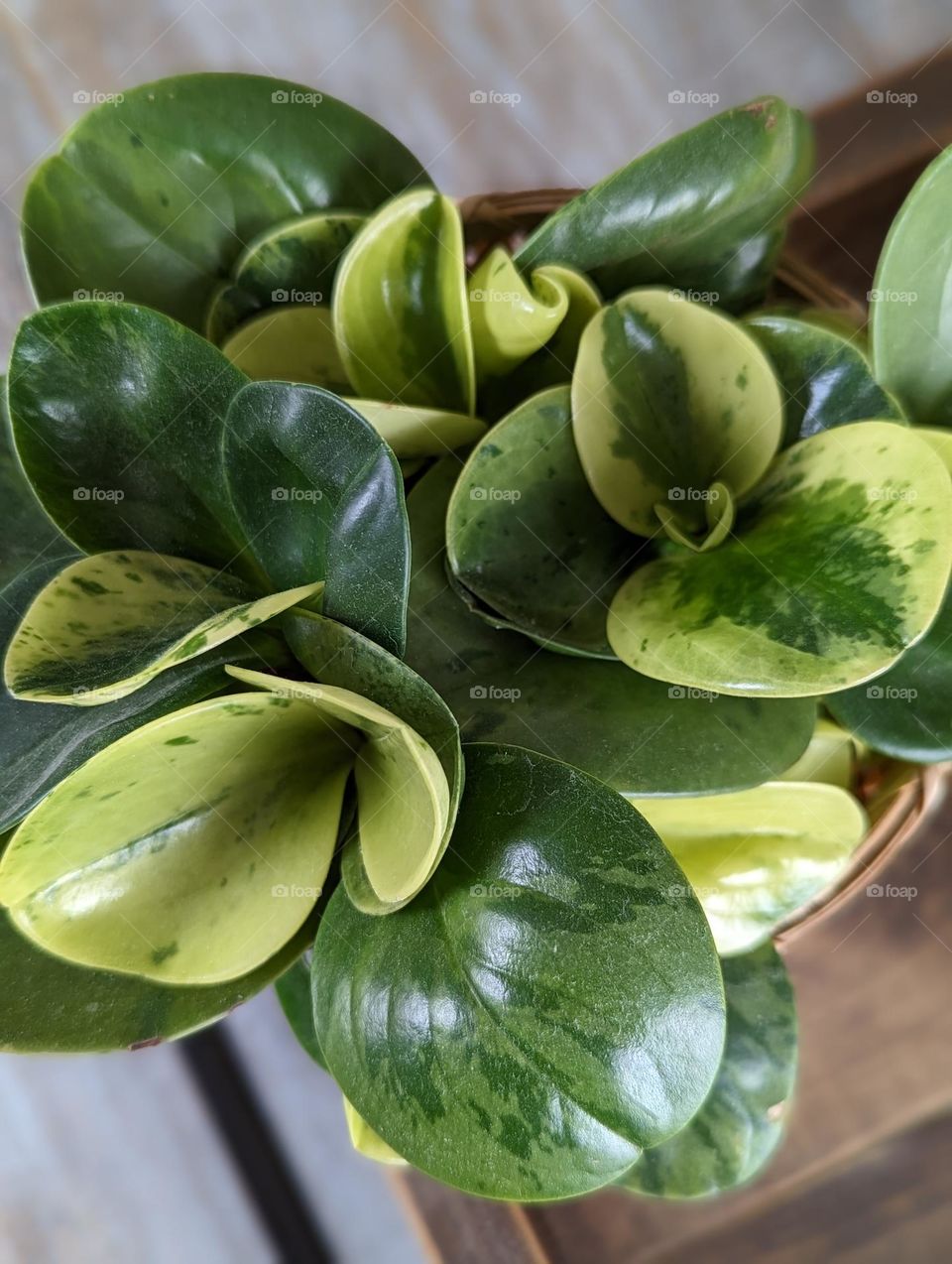 green house plant with beautiful new growth in a water hyacinth plant pot