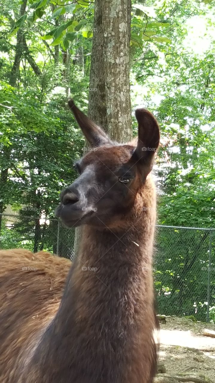 curious llama