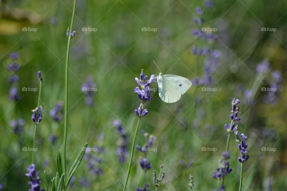 Purple field White Moth