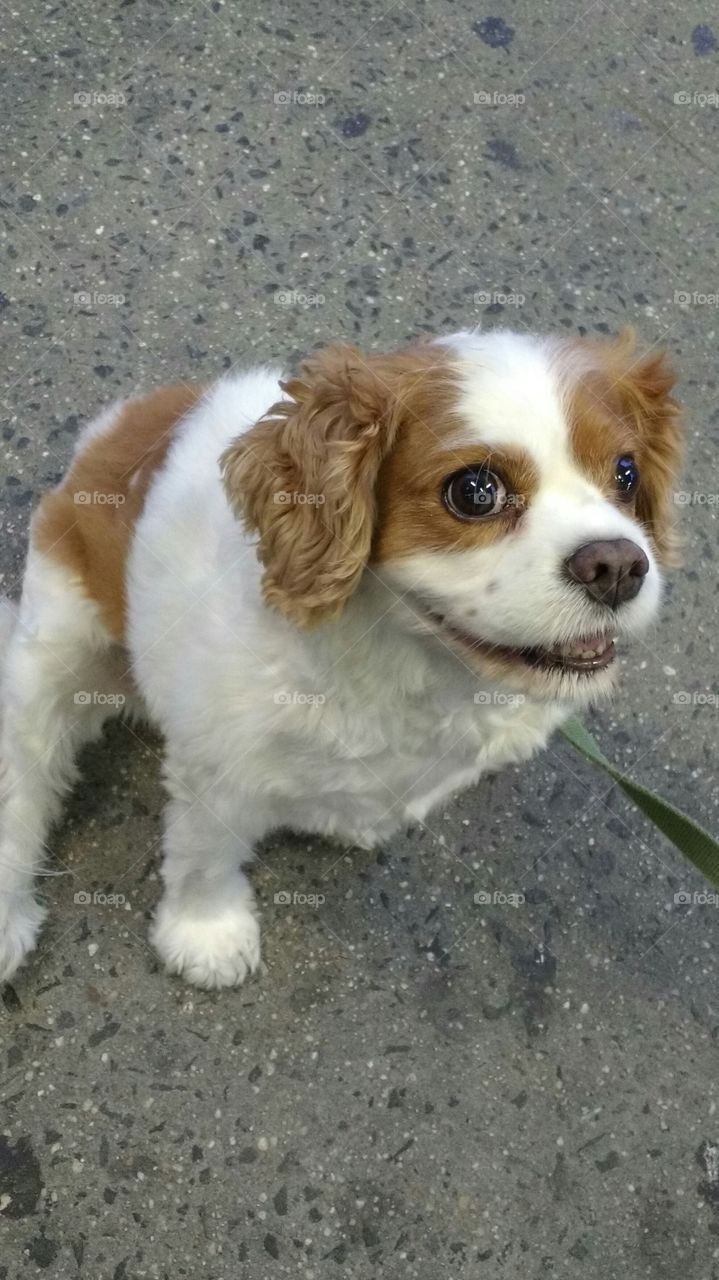 Smiling Dog Portrait