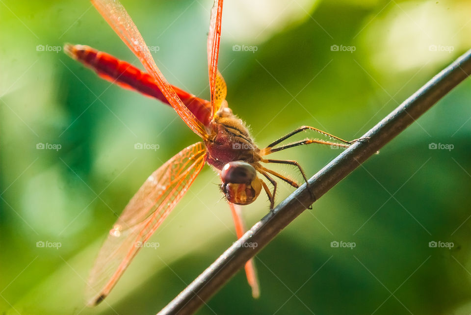 orange colour story 