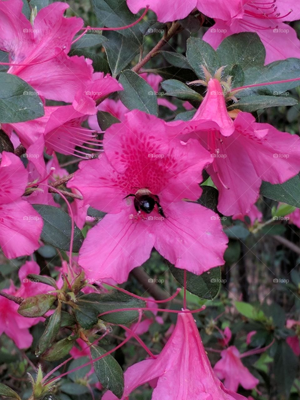 azalea being pollinated