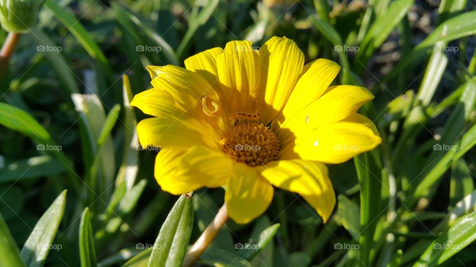 Yellow flower in the garden
