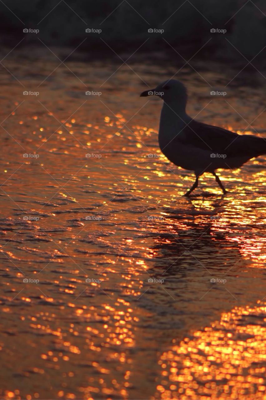 Seagull in the Shore. Silhouette of a seagull walking in the beautiful light of dawn. 