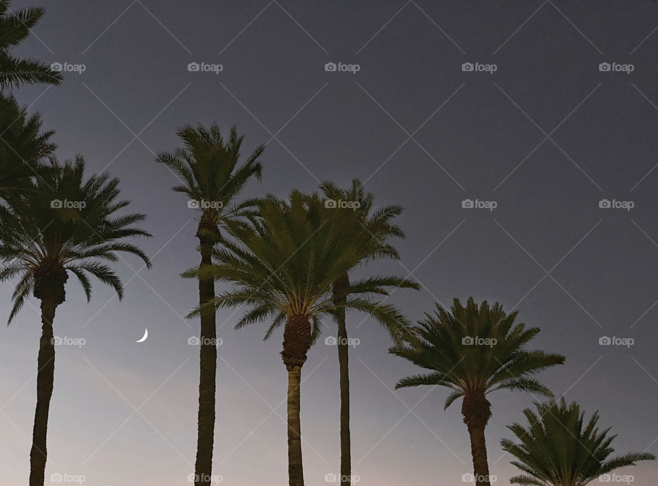 A line of date palm trees and a crescent moon at twilight 