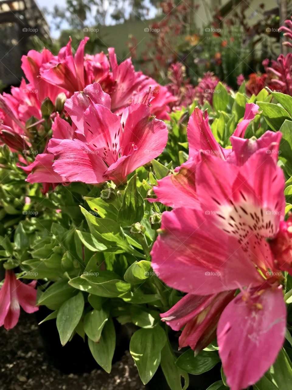 Alstroemeria, commonly called the Peruvian lily or lily of the Incas, is a genus of flowering plants in the family Alstroemeriaceae. 2/2