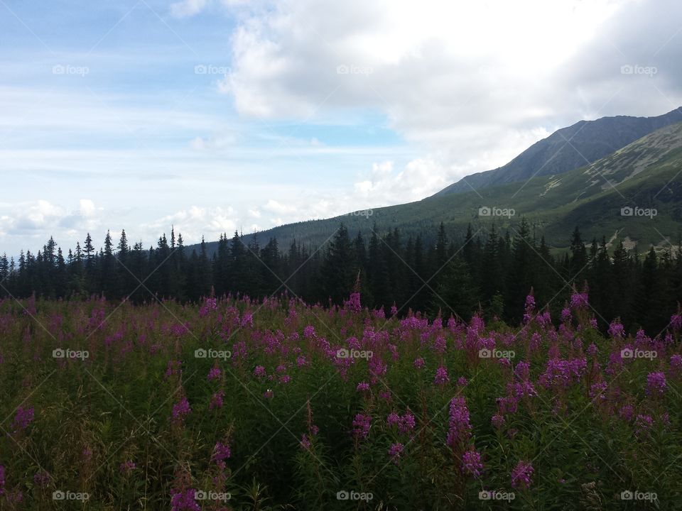 from behind the flowers view of the mountains