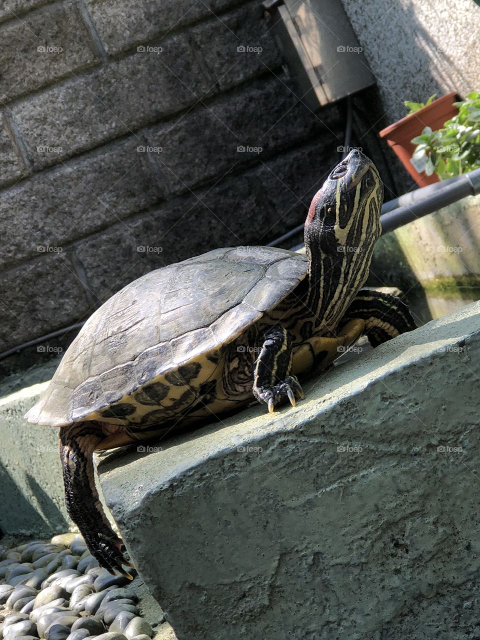 Sun-baked turtle