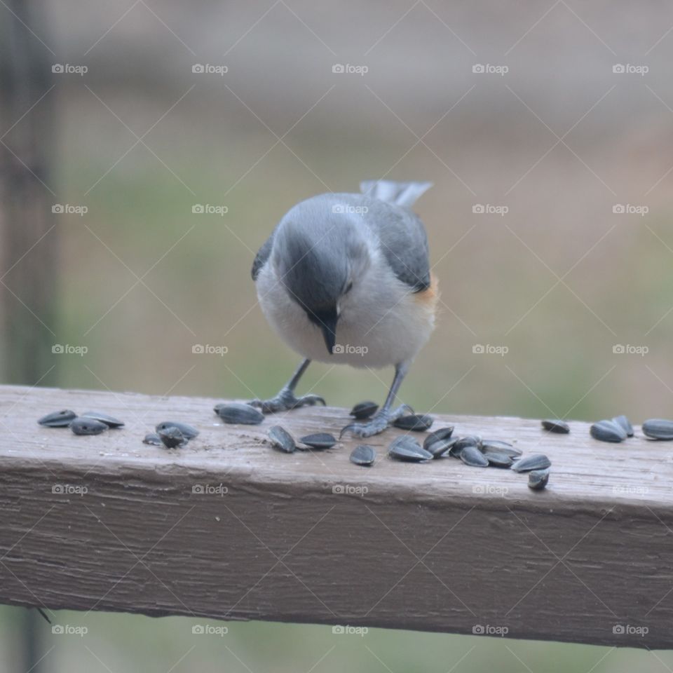 Tufted titmouse
